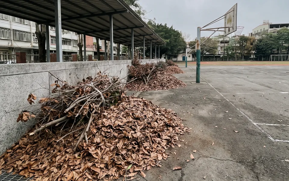 校園操場邊緣堆置的落葉與修剪枝條